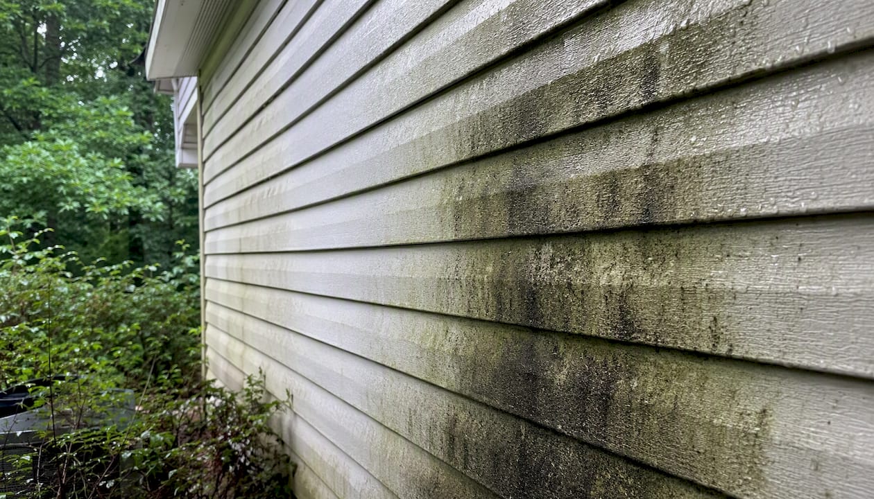 Green algae and black mold on siding
