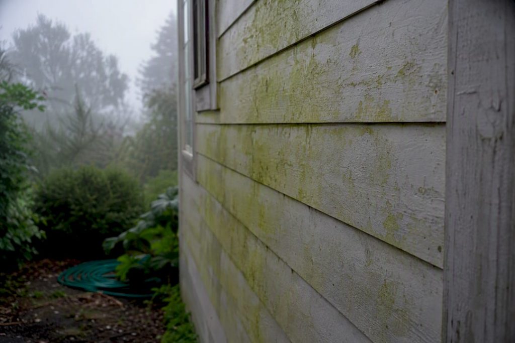 Algae growth on rental property siding close-up