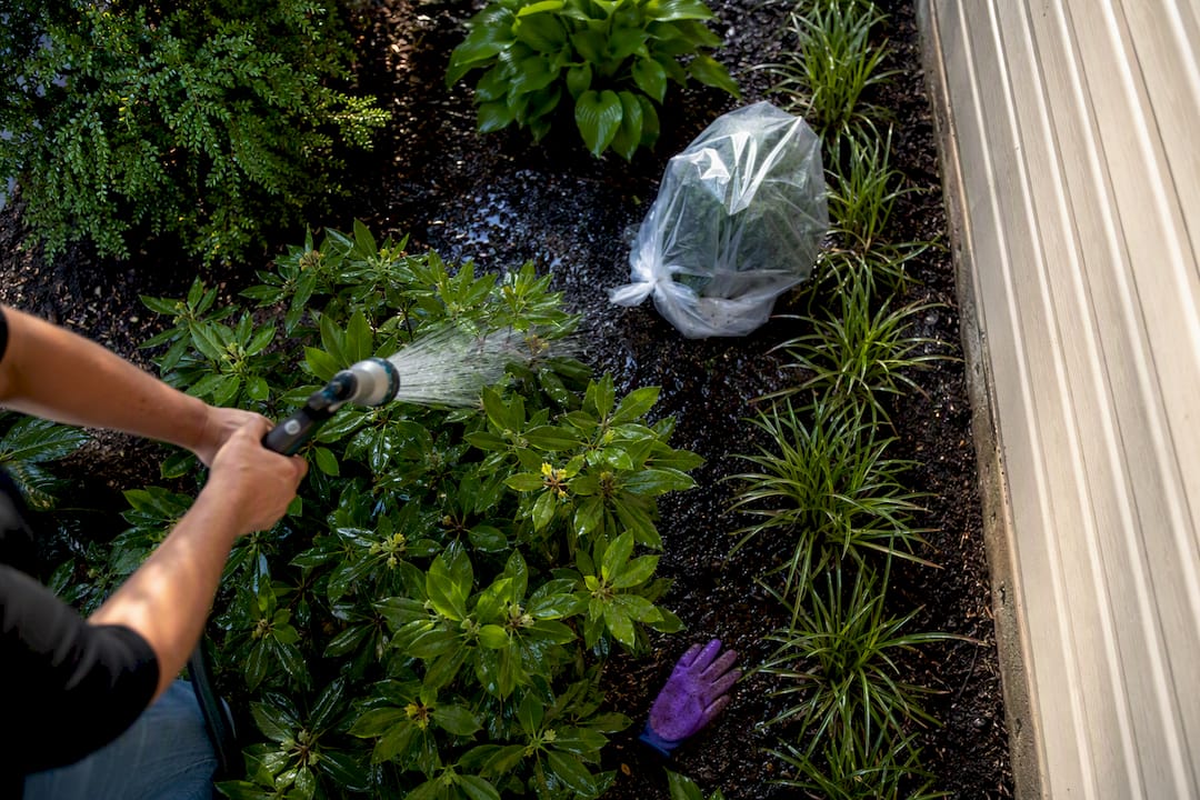 Shrubs protected before siding cleaning