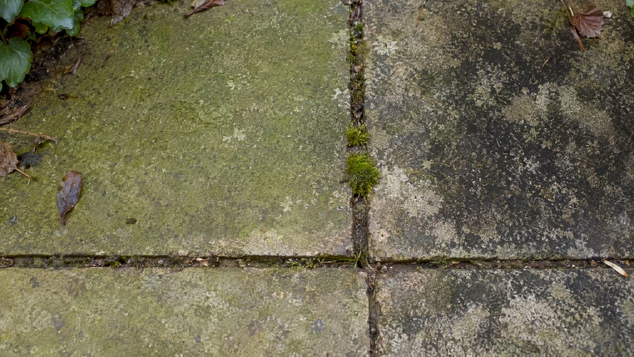 Algae film, moss tufts, and dark patio stains