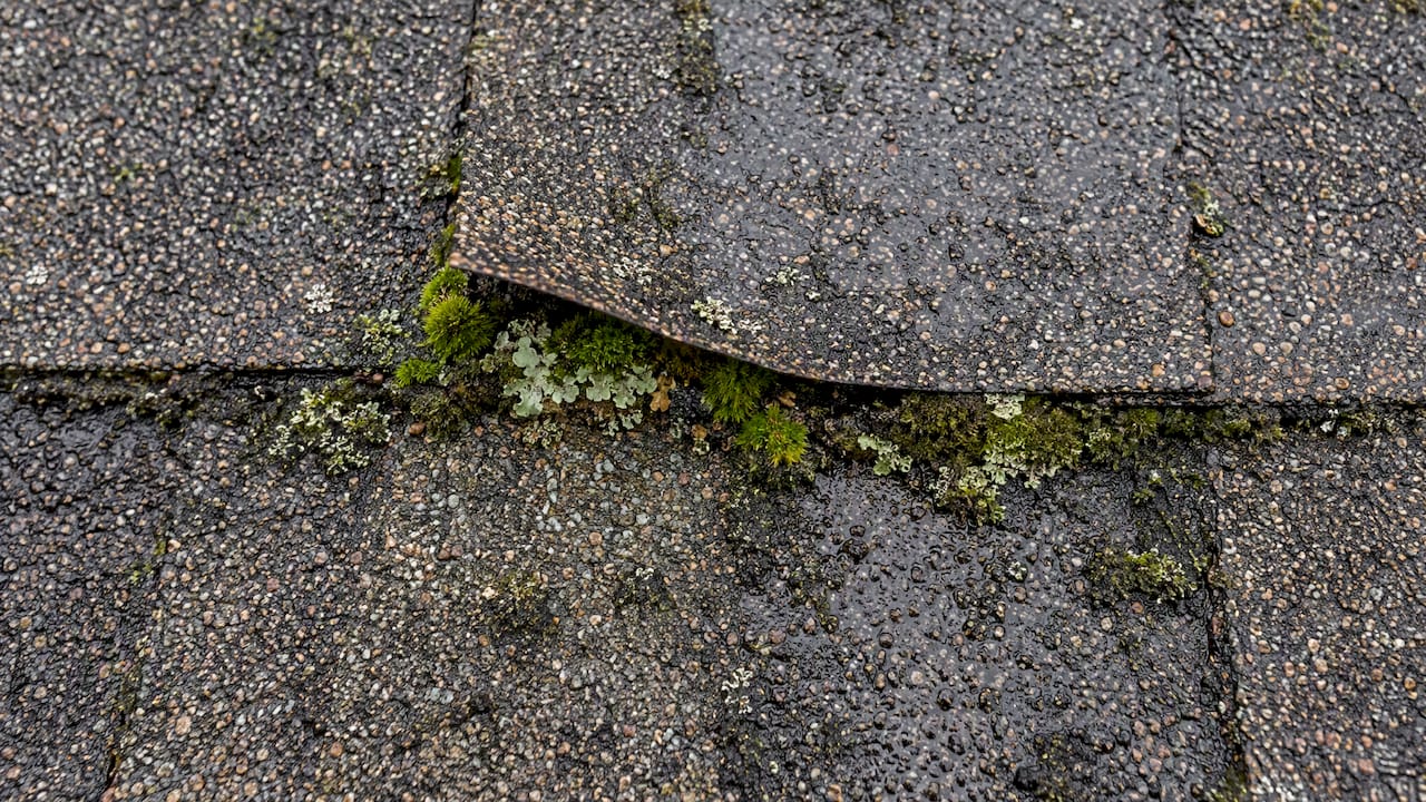 Moss holding a shingle edge slightly raised