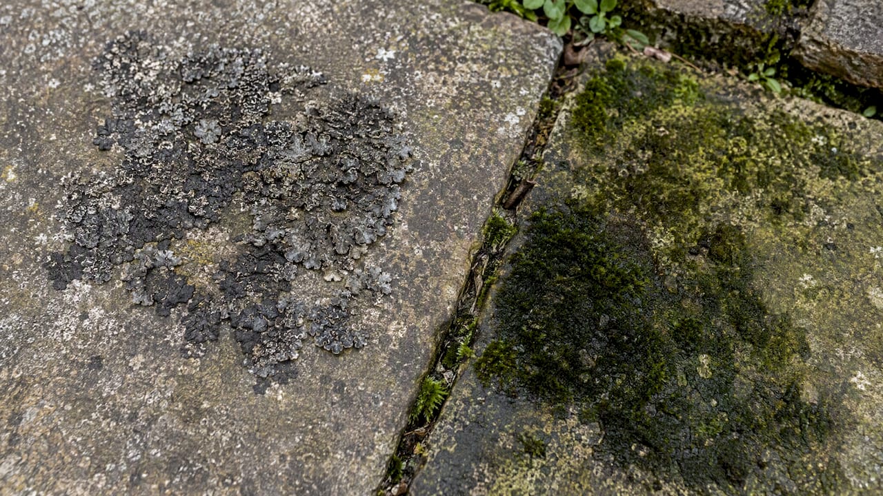 Crusty lichen beside dark algae on stone