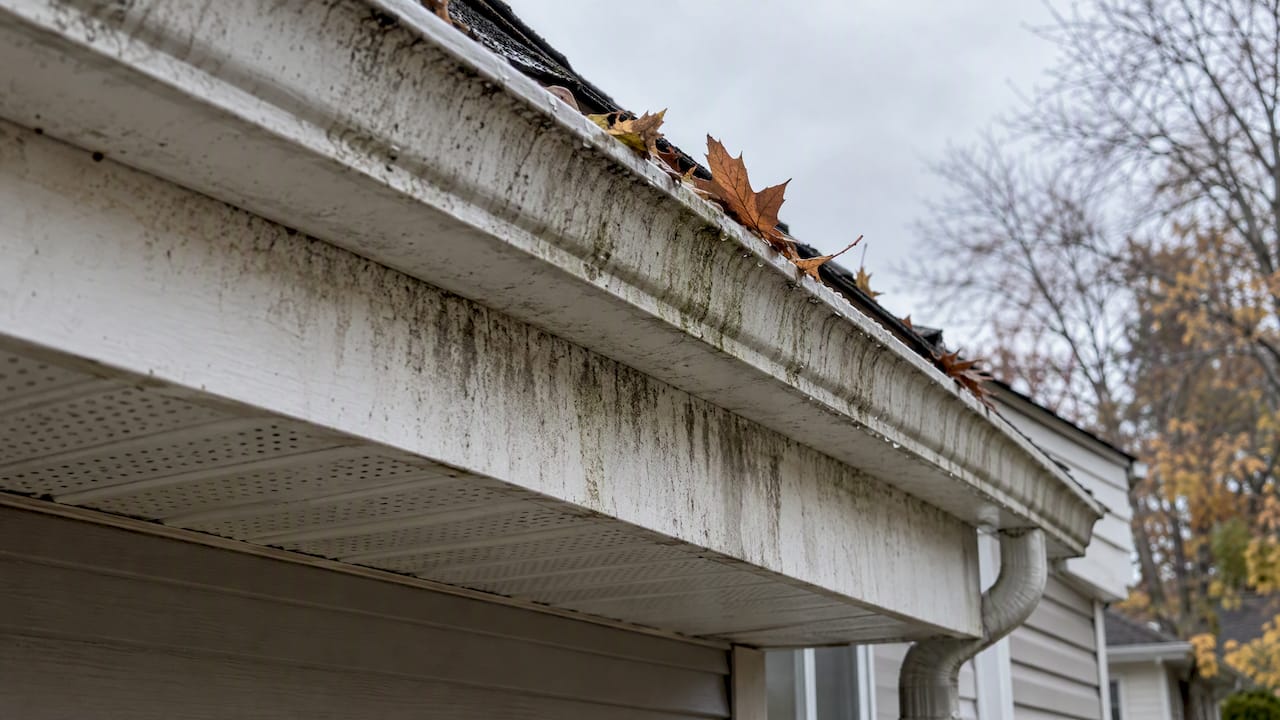 Damp fascia and autumn leaves at gutter edge