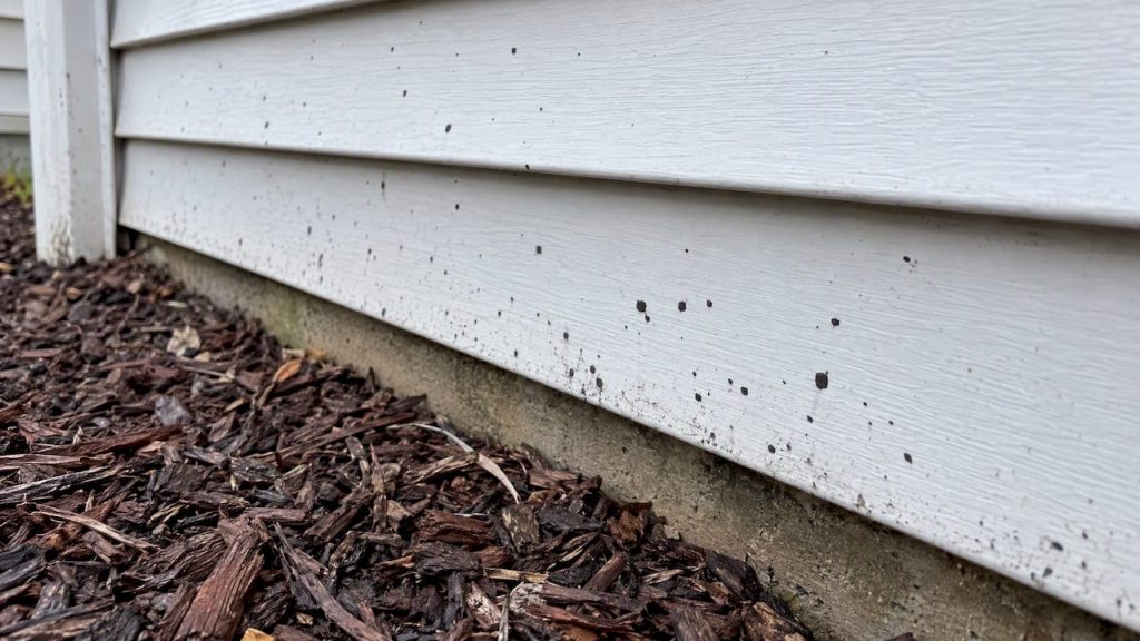 Dark artillery fungus spots on home siding