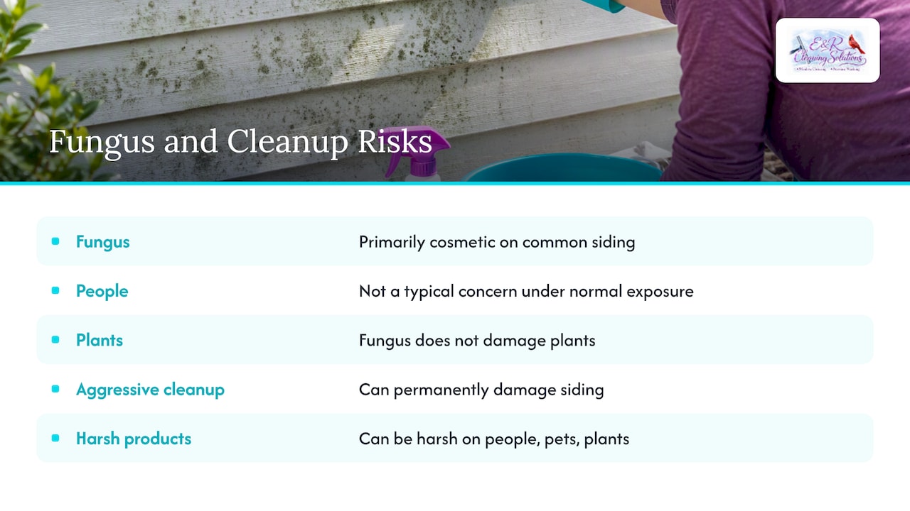 Can artillery fungus harm siding, cars, people, or plants? — overview diagram