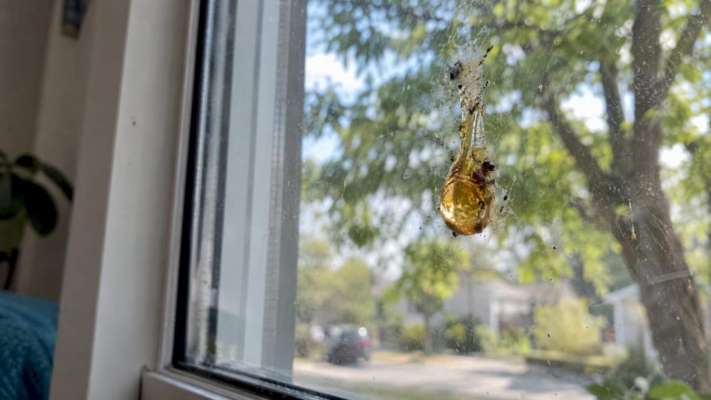 Dried tree sap and pollen on window glass